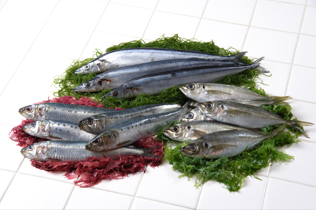 Blue-skinned fish (a sardine, Horse mackerel, Pacific saury)